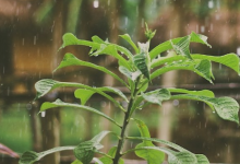 在意外的轉(zhuǎn)折中植物在下雨時(shí)會(huì)進(jìn)入緊急狀態(tài)