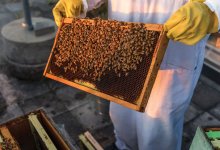 對昆蟲及其微生物伴侶的熱愛幫助這位生物學家揭示了共生的秘密