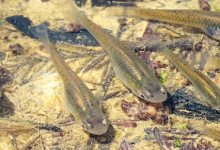 我們水域中的抗抑郁藥確實(shí)正在以奇怪的方式影響魚(yú)類(lèi)