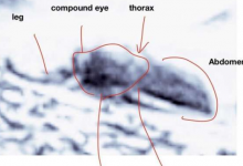 昆蟲(chóng)學(xué)家稱(chēng)照片顯示火星上有生命證據(jù)