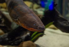 田納西州水族館雇用居民的鰻魚(yú)照亮圣誕樹(shù)