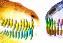 古生物學家聲稱食肉恐龍物種每兩個月更換一次牙齒