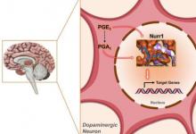 研究發(fā)現(xiàn)分子對為帕金森氏癥的治療提供了潛力