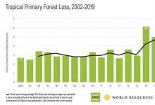 巴西推動(dòng)全球森林損失增加