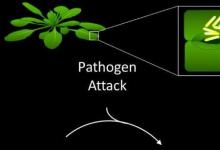 植物防御系統(tǒng)中發(fā)現(xiàn)的新型開-關(guān)