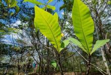 本地樹木在柚木種植園中壯成長 并可能保護(hù)巴拿馬運(yùn)河