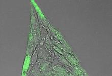 具有生物活性的納米膠囊可劫持細(xì)胞行為