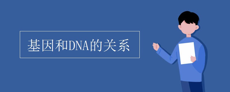 基因和DNA的關(guān)系