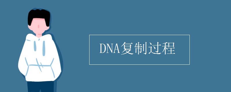 DNA復(fù)制過(guò)程