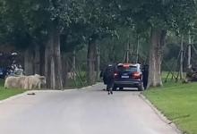 園方通報(bào)游客野生動(dòng)物園擅自下車對(duì)此你怎么看呢