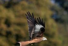 日常生活：風(fēng)箏也叫紙鳶其中鳶是指