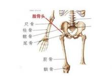 日常生活：股骨頭在人體的哪個(gè)位置及作用