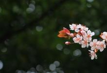 日常生活：有關(guān)春雨像什么一樣輕輕的落在地上的句子有哪些