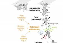 研究顯示蒼蠅如何降落在天花板上