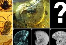 古代琥珀中的貝殼科學之謎