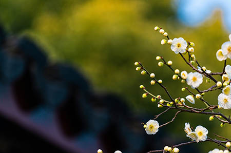 幼兒園花朵水仙簡筆畫1