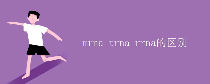 mrna trna rrna的區(qū)別