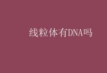 教育資訊：線粒體有DNA嗎