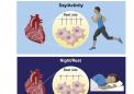 科學家發(fā)現(xiàn)心臟細胞的晝夜節(jié)律會影響其日常功能