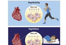 科學(xué)家發(fā)現(xiàn)心臟細(xì)胞的晝夜節(jié)律會(huì)影響其日常功能