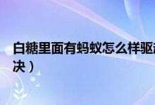 白糖里面有螞蟻怎么樣驅趕（白糖里面有螞蟻有什么辦法解決）