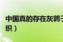 中國真的存在灰鴿子組織嗎（灰鴿子是什么組織）