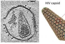 新技術(shù)解決了 HIV 衣殼結(jié)構(gòu)并可能成為衣殼靶向抗病毒藥物的藍(lán)圖