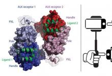 受體結(jié)構(gòu)揭示癌癥治療的新靶點