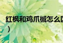 紅楓和雞爪槭怎么區(qū)分（紅楓與雞爪槭的區(qū)別）