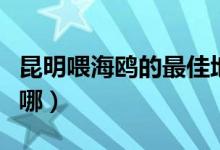 昆明喂海鷗的最佳地方（昆明喂海鷗的地方在哪）