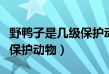 野鴨子是幾級保護動物大黃鴨（野鴨子是幾級保護動物）