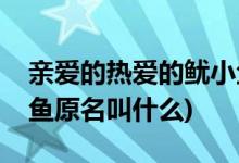 親愛的熱愛的魷小魚是誰(親愛的熱愛的魷小魚原名叫什么)