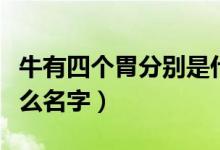 牛有四個(gè)胃分別是什么（牛有四個(gè)胃分別是什么名字）