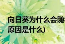 向日葵為什么會隨著太陽轉(zhuǎn)動(向日葵的變化原因是什么)