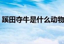 蹊田奪牛是什么動物（蹊田奪牛是什么生肖）