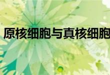 原核細(xì)胞與真核細(xì)胞的異同點(diǎn)（有哪些區(qū)別）