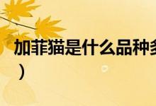 加菲貓是什么品種多少錢（加菲貓是什么品種）