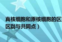 真核細胞和原核細胞的區(qū)別與聯(lián)系（真核細胞和原核細胞的區(qū)別與共同點）