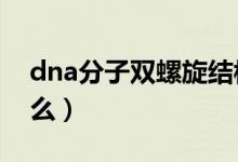 dna分子雙螺旋結(jié)構(gòu)（DNA分子的結(jié)構(gòu)是什么）