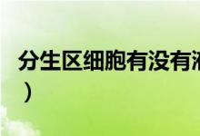 分生區(qū)細(xì)胞有沒有液泡（分生區(qū)細(xì)胞有液泡嗎）