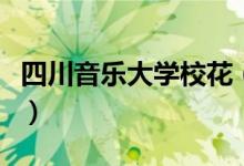 四川音樂大學?；ǎㄋ拇ㄒ魳穼W院校花柳侑綺）