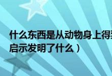 什么東西是從動物身上得到的啟示（人們從動物身上得到的啟示發(fā)明了什么）