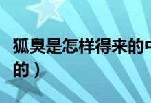 狐臭是怎樣得來(lái)的中醫(yī)分析（狐臭是怎樣得來(lái)的）