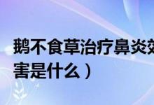 鵝不食草治療鼻炎效果（鵝不食草治療鼻炎危害是什么）