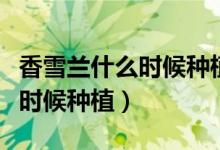 香雪蘭什么時(shí)候種植幾個(gè)月開花（香雪蘭什么時(shí)候種植）