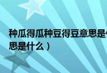 種瓜得瓜種豆得豆意思是什么一年級（種瓜得瓜種豆得豆意思是什么）