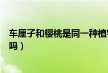 車?yán)遄雍蜋烟沂峭环N植物嗎（車?yán)遄雍蜋烟沂峭环N水果嗎）