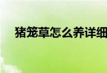 豬籠草怎么養(yǎng)詳細(xì)解說（豬籠草怎么養(yǎng)）