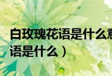 白玫瑰花語是什么意思女生送男生（白玫瑰花語是什么）