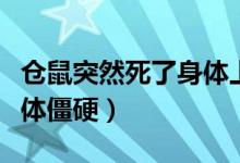 倉鼠突然死了身體上還有血（倉鼠突然死了身體僵硬）